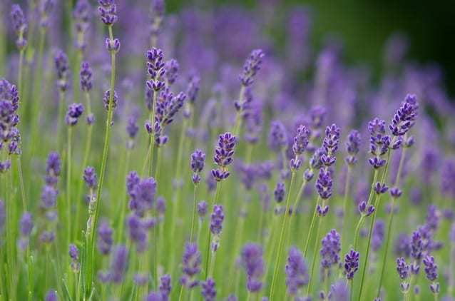 Lavendar