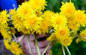 Read more about the article How to use the dandelions from your garden to boost your health