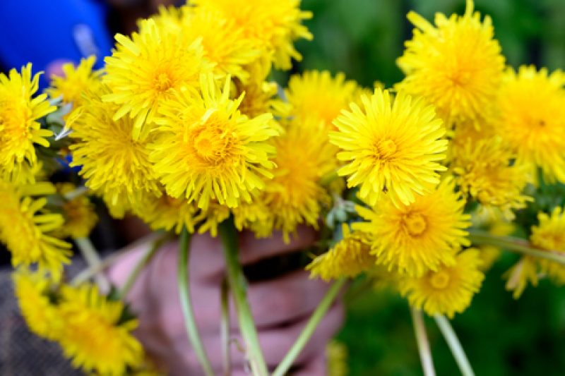 How to use the dandelions from your garden to boost your health