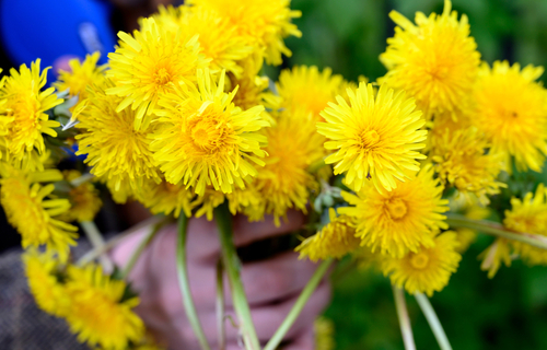 You are currently viewing How to use the dandelions from your garden to boost your health